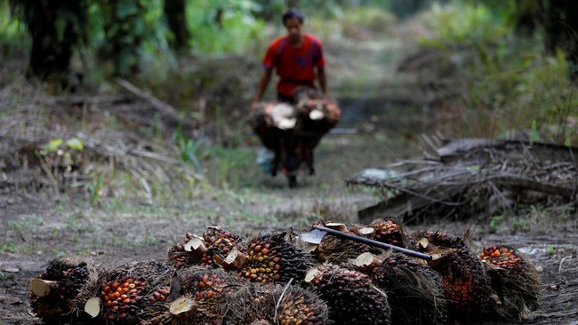 petani-kelapa-sawit-1_169