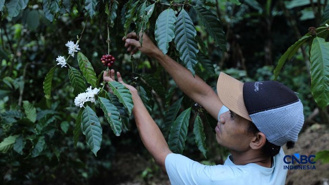 petani-memetik-biji-kopi-robusta-saat-panen-di-salah-satu-perkebunan-kopi-di-kampung-wangun-desa-karang-tengah-kecamatan-babak-1785684883097_169