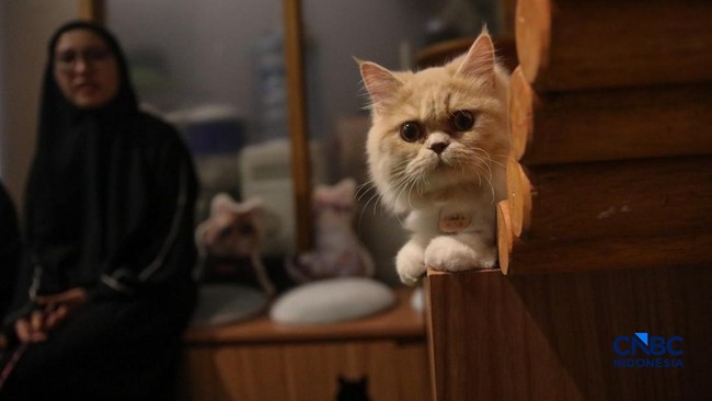 cat-sitter-merawat-kucing-peliharaan-yang-dititipkan-di-arnamir-cat-hotel-cikajang-jakarta-jumat-1332026-1773399485805_169