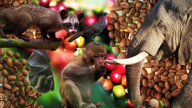 gak-cuma-luwak-ini-deretan-kopi-dari-kotoran-hewan-1763377685980_169