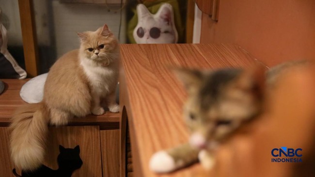cat-sitter-merawat-kucing-peliharaan-yang-dititipkan-di-arnamir-cat-hotel-cikajang-jakarta-jumat-1332026-1773399487358_169