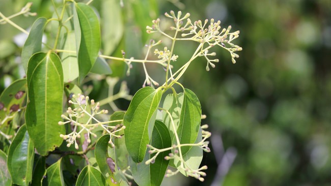 daun-pohon-kamper-1742634096637_169