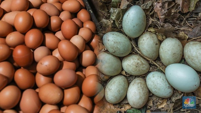 foto-kolase-telur-ayam-dan-telur-bebek-cnbc-indonesia-1762753173942_169