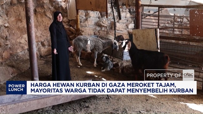 harga-hewan-kurban-di-gaza-meroket-tajam-1780038482413_169