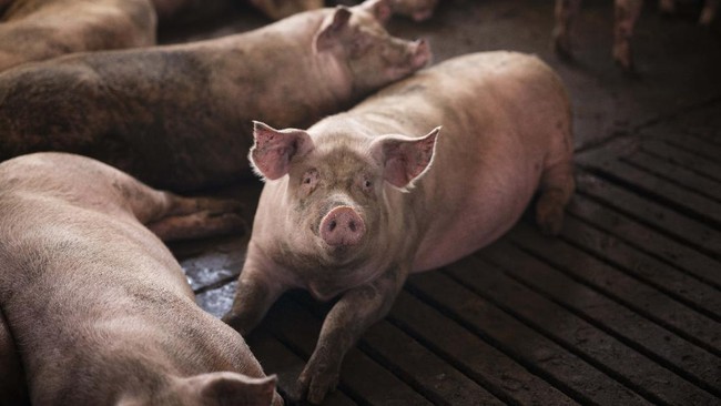 ilustrasi-babi-dok-freepik-1_169