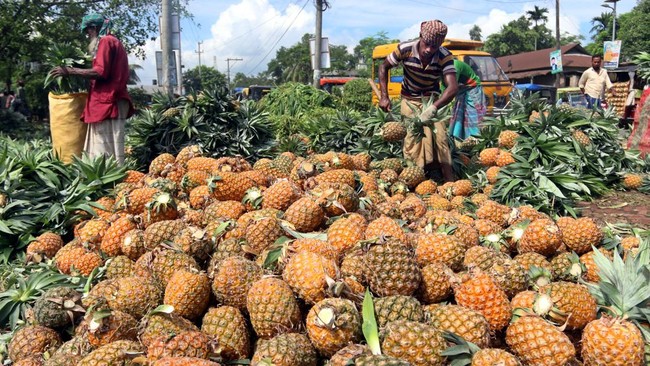 ilustrasi-petani-buah-nanas-future-publishing-via-getty-imagas_169