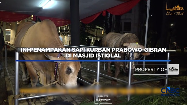 ini-penampakan-sapi-kurban-prabowo-gibran-di-masjid-istiqlal-1779856067777_169