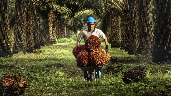 kebun-sawit-milik-sampoerna-agro-dok-sampoerna-agro-1763534060083_169