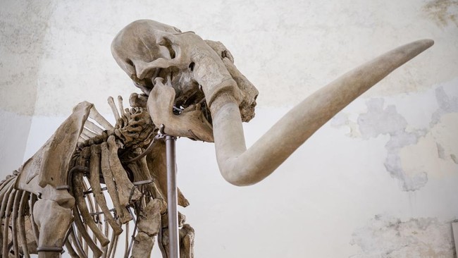 kerangka-mammuthus-meridionalis-jantan-setinggi-4-meter-yang-langka-mammoth-selatan-dipajang-di-kastil-spanyol-abad-ke-16-laqu-3_169