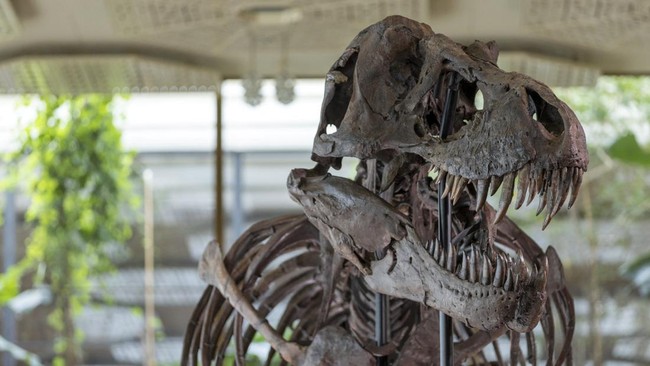 kerangka-t-rex-berusia-67-juta-tahun-bernama-trx-293-trinity-tyrannosaurus-dan-berukuran-panjang-116-m-dan-tinggi-39-m-terliha-1_169