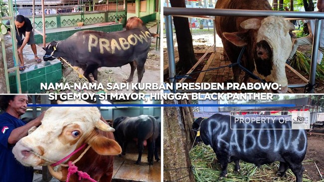 nama-nama-sapi-kurban-prabowo-si-gemoy-hingga-si-mayor-1779858674175_169