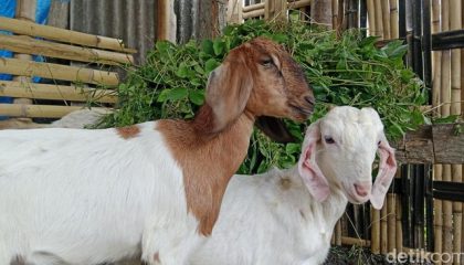 penampakan-kambing-milik-peternak-di-desa-suela-kecamatan-suela-lombok-timur-ntb-selasa-1952026-foto-sanusi-ardi-wdetikbali-1779182636745_169