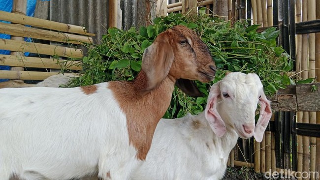penampakan-kambing-milik-peternak-di-desa-suela-kecamatan-suela-lombok-timur-ntb-selasa-1952026-foto-sanusi-ardi-wdetikbali-1779182636745_169