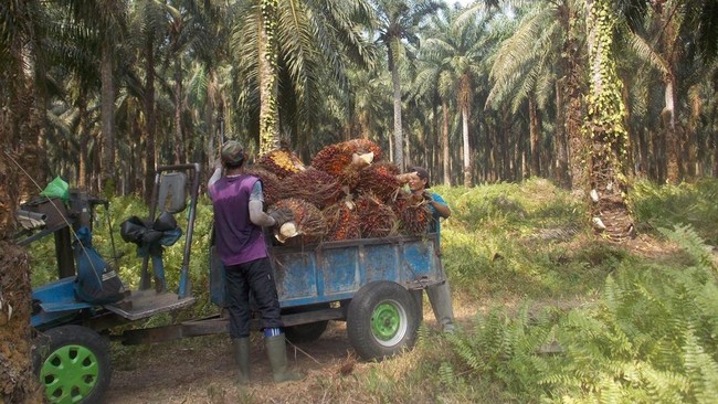 petani-sawit-1758698548293_169