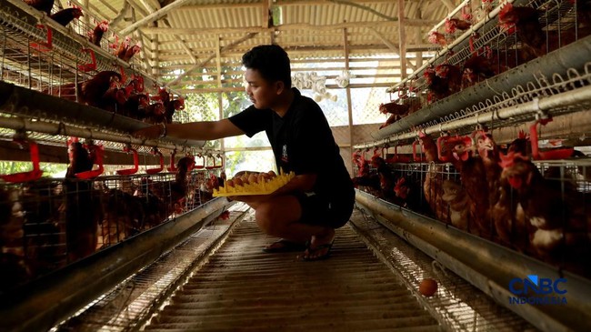 peternak-ayam-ras-petelur-mengumpulkan-telur-di-peternakan-bumdes-karya-mandiri-kalisuren-kabupaten-bogor-jawa-barat-senin-115-1778496412964_169