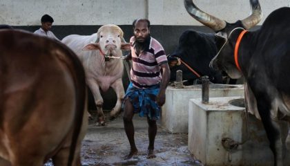 seekor-kerbau-albino-kurban-yang-diberi-nama-sesuai-nama-presiden-as-donald-trump-di-narayanganj-bangladesh-rabu-2052026-1779332466977_169