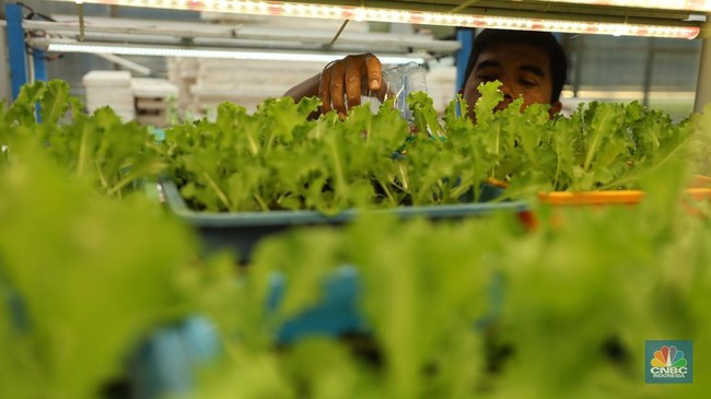 sejumlah-pegawai-memanen-slada-di-ladang-farm-cilandak-jakarta-kamis-13112025-1763014768268_169