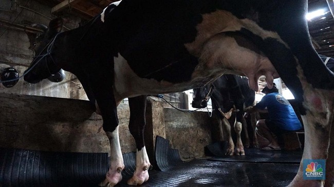 seorang-pekerja-memerah-sapi-di-peternakan-sapi-di-kawasan-mampang-jakarta-sabtu-15112024-3_169