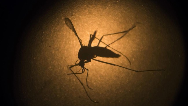 dengue-vaccine_169