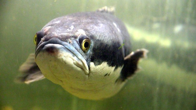 ilustrasi-ikan-gabus_169