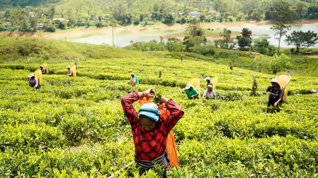 para-pekerja-di-perkebunan-teh-dunkeld-memanen-daun-teh-di-sebuah-ladang-di-hatton-sri-lanka-30-april-2026-1779370201782_169