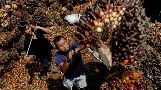 petani-kelapa-sawit-12_169