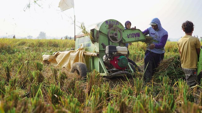 petani-panen-gabah-menggunakan-mesin-1741840365028_169
