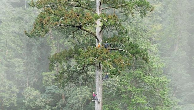pohon-tertinggi-di-asia-pedang-langit-1781152287493_169