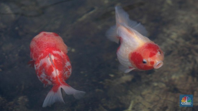 pembudidaya-ikan-mas-koki-goldfish-saat-menggecek-kondisi-ikan-di-area-pembudidayaan-goldfish-farm-serpong-tangerang-selatan-b-1749972786037_169