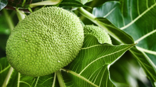 buah-sukun_169