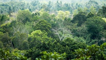 hutan-1740803987339_169