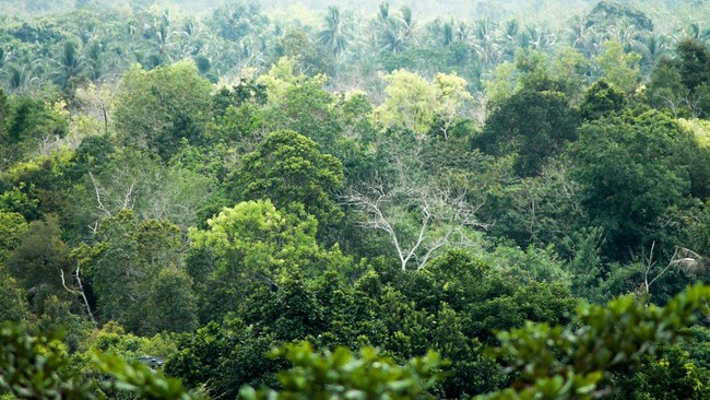 hutan-1740803987339_169