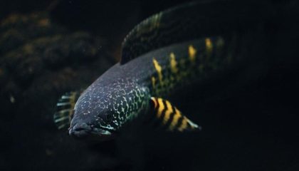 ikan-gabus-channa-auarantimaculat-tangkapan-layar-instagram-channarenang_169