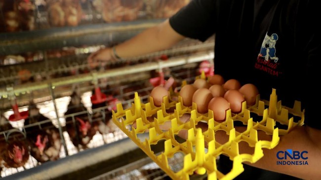 peternak-ayam-ras-petelur-mengumpulkan-telur-di-peternakan-bumdes-karya-mandiri-kalisuren-kabupaten-bogor-jawa-barat-senin-115-1778496412600_169
