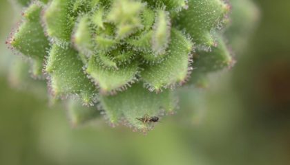 rambut-kelenjar-yang-lengket-pada-spesies-tanaman-saxifraga-candelabrum-terlihat-sedang-memerangkap-serangga-mangsa-dalam-foto-1785997193512_169