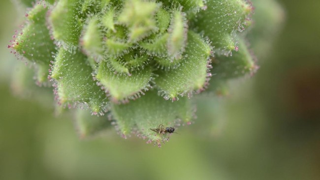 rambut-kelenjar-yang-lengket-pada-spesies-tanaman-saxifraga-candelabrum-terlihat-sedang-memerangkap-serangga-mangsa-dalam-foto-1785997193512_169