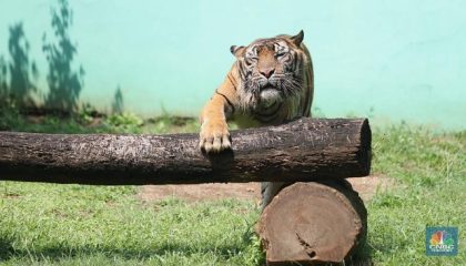 ilustrasi-harimau-cnbc-indonesia-tri-susilo-5_169